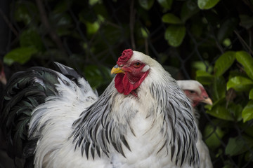 A white Columbia Brahma rooster. These chickens are bred in United States