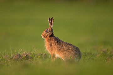  European hare, lepus europaeus