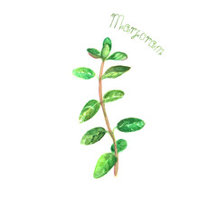 Fototapeta na wymiar Marjoram herb spice isolated on white background