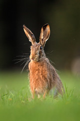  European hare, lepus europaeus