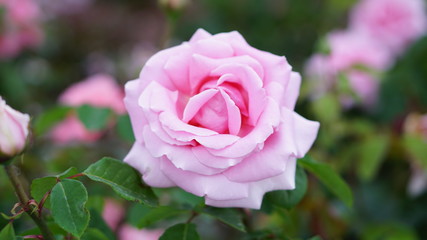 Spring rose flowers in the garden