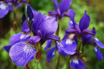 Photo sur Plexiglas Iris яркие ирисы