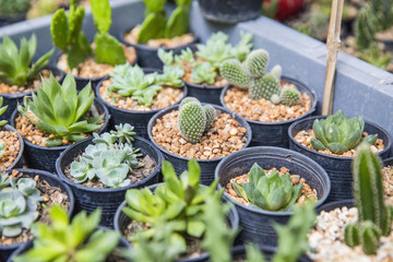 Succulent pots ready for planting