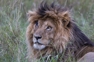 Portrait of the dominant male with the nickname Scarface in the Masai Mara National Park in Kenya