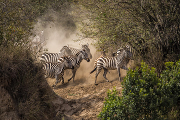 Obraz na płótnie Canvas Zebra herd on the run in the migration season at a crossing point from the Mara River in the Masai Mara NAtional Park in Kenya