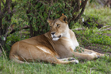 Lioness resting in the Masai Mara National Park in Kenya