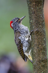 Nubian Woodpecker in Lake Naivasha in Kenya
