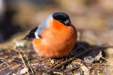 Bullfinch