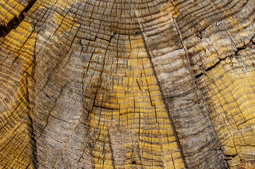 Fototapeta premium Tree truck rings