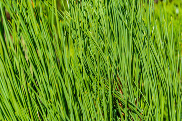 Fototapeta na wymiar Bright green grass blades