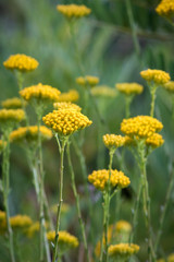 Obraz premium Bunch of yellow flowers on a mountain slope