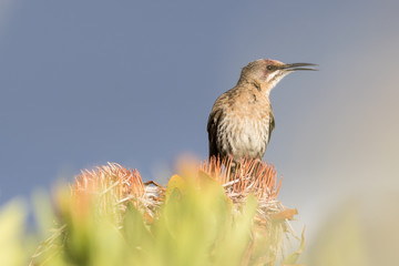 Cape sugarbird sitting on a protea.