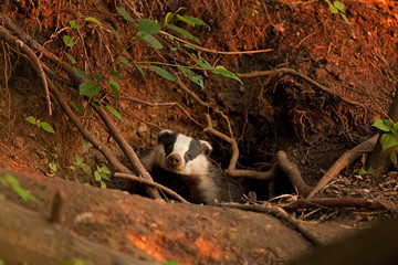 European badger, meles meles © prochym