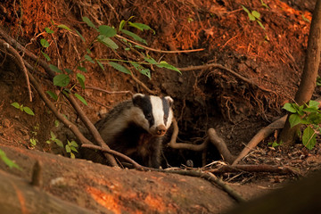 European badger, meles meles