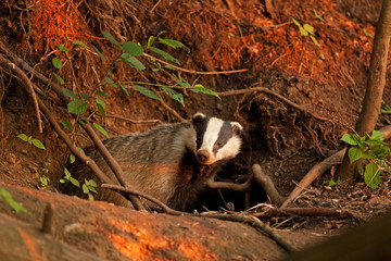 European badger, meles meles
