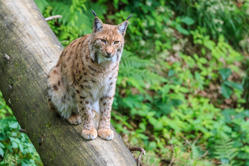 Lynx sitting on a fallen tree trunk