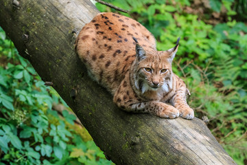 Lynx lying on a fallen tree trunk