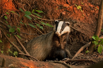 European badger, meles meles © prochym