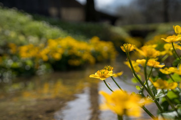 yellow flowers by the river