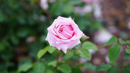 Spring rose flowers in the garden