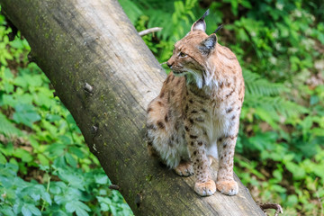 Lynx sitting on a fallen tree trunk