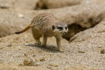 Young suricate walking on the sand