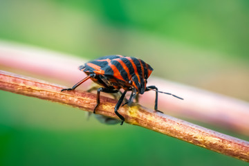 Graphosoma lineatum in a plant branch