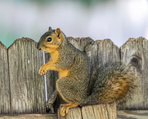 Curious Fox Squirrel sitting on a fence.