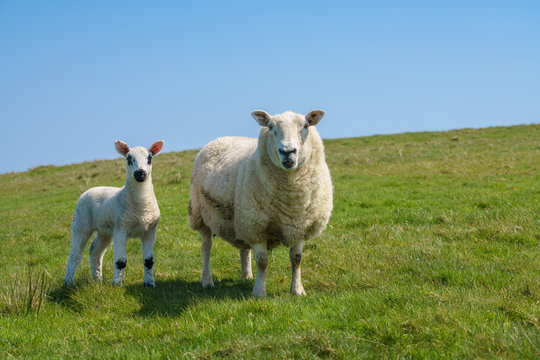 Single new born lamb with ewe against blue sky