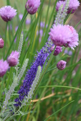 Wild Flowers