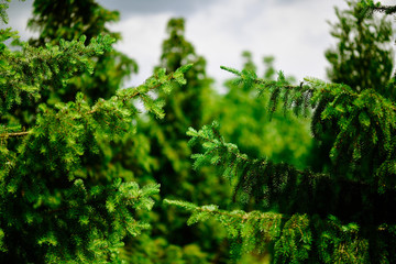 Fototapeta premium Fir tree branch background