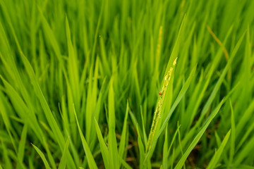 first single rice seed in rice filds and leaf