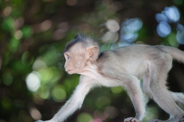 可愛いサル