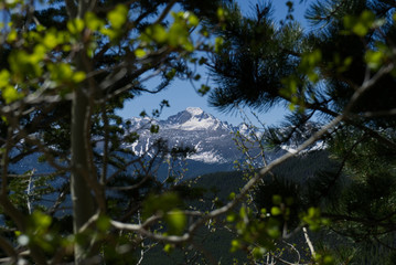Mountain through trees