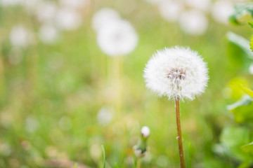 Dandelions