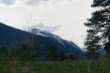Deer & mountain
