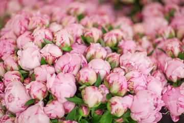 beautiful fresh peonies at the weekly market, can be used as background  - obrazy, fototapety, plakaty