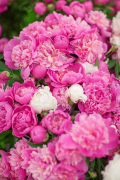 beautiful fresh peonies at the weekly market, can be used as background 