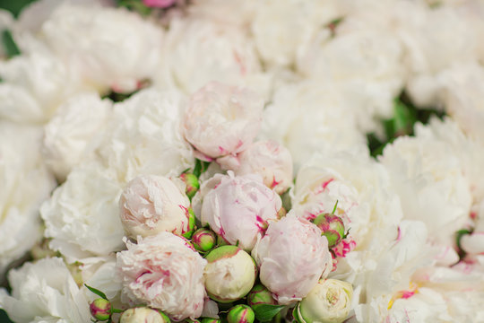 Fototapeta beautiful fresh peonies at the weekly market, can be used as background 