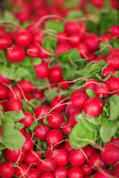 fresh, crisp radishes on the weekly market, can be used as background