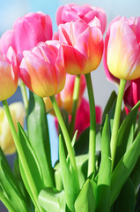 Beautiful pink tulip background