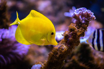 Coral reef fish