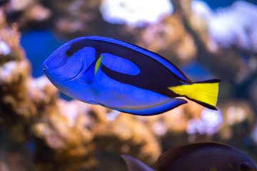 Coral reef fish