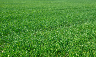 Green grass texture from a field