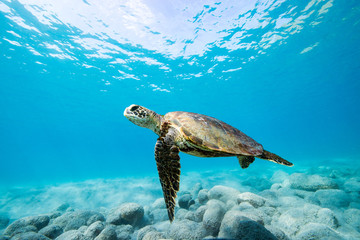 Turtle swimming in ocean