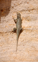 Lizard on sandstone wall in the Bisti Badlands desert of North West New Mexico.