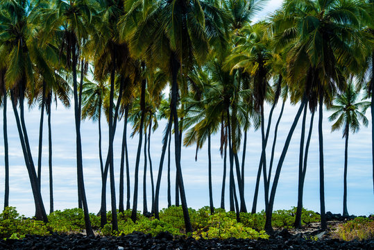 空とヤシの木のシルエット