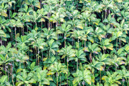 ハワイ島 ナヌエ橋から望むヤシの木の森