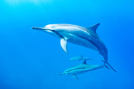 Dolphins swimming in ocean