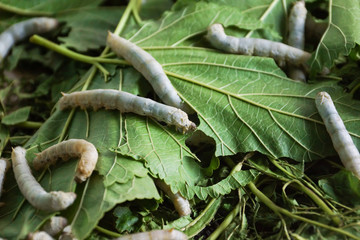 Silkworms eating leaves